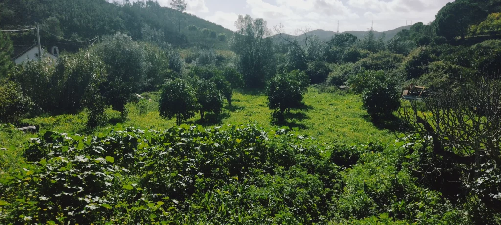 IMG_20260202_115134009